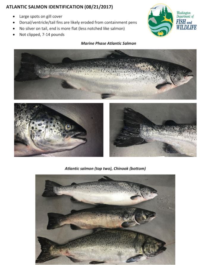 Washington State, Alaska Respond to Atlantic Salmon Escape; So Far No Fish Seen in SE Alaska